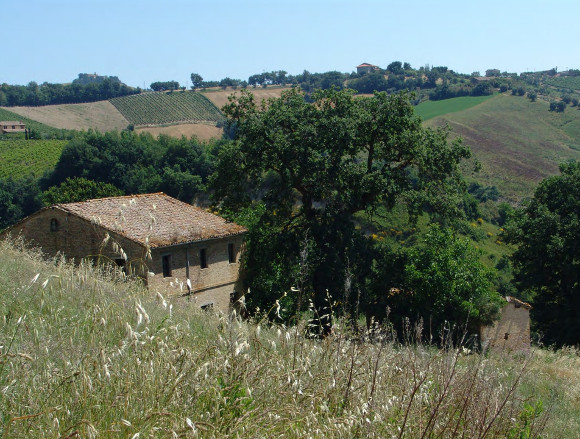 D'Angelo's Farm